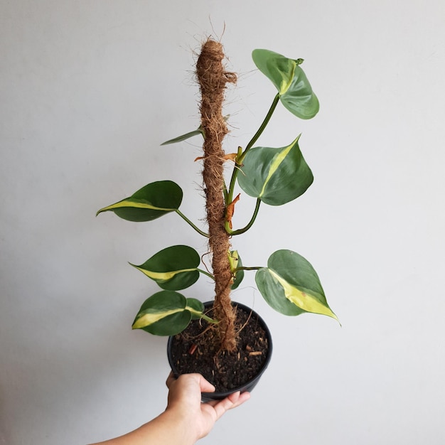 Foto pianta d'appartamento in vaso chiamata philodendron brasil