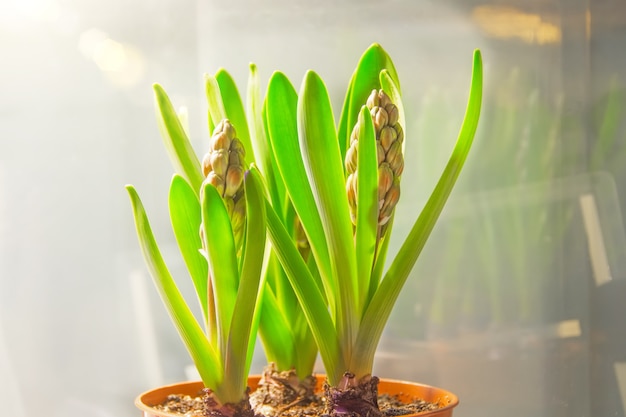 Potted hyacinths with bud before spring flowering.