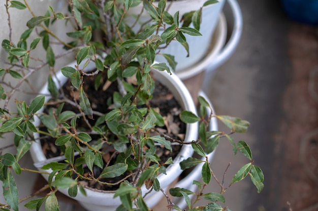 Potted indoor plants with flowers