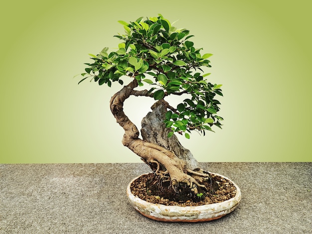 Potted Japanese Bonsai Tree Isolated on Green