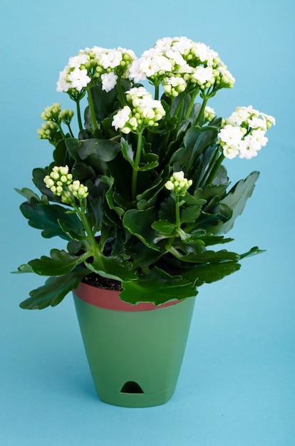 Potted Kalanchoe plant blooming with white flowers