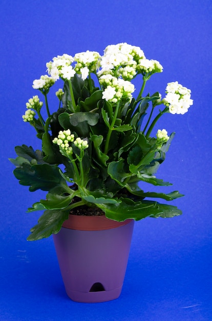 Potted Kalanchoe plant blooming with white flowers