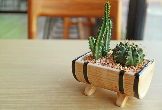 Potted Mini Fairy Castle Cactus and Dwarf Chin Cactus on Wooden Table