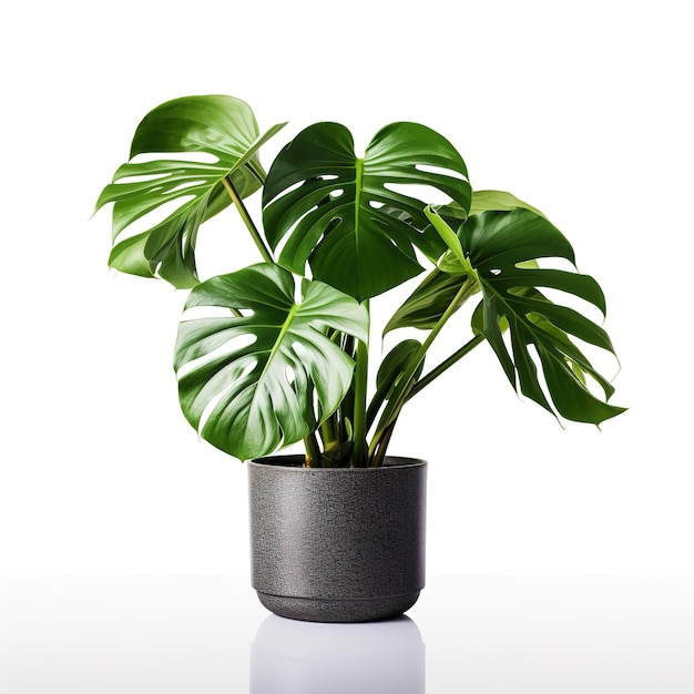 potted monstera plant