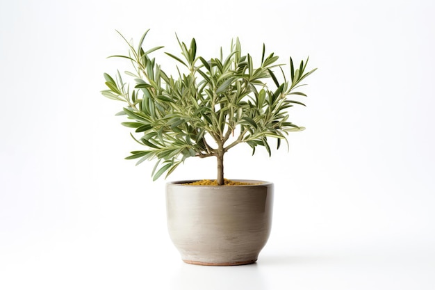 Potted Olive Tree On White Background Generative AI