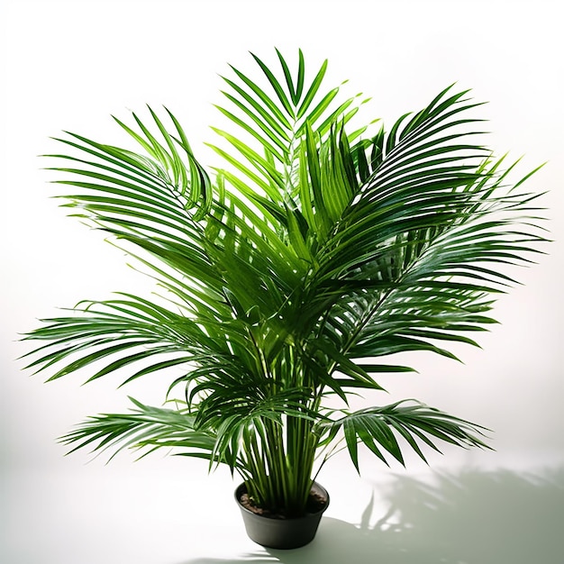 A potted palm tree with green leaves is sitting on a white table.