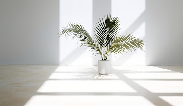 Potted palm tree