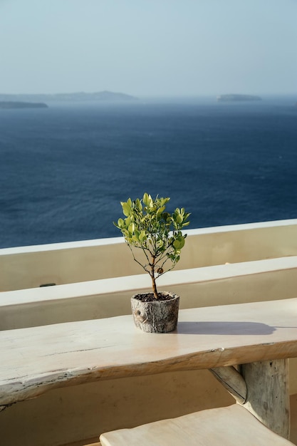 Pianta in vaso contro la vista sul mare nel villaggio di santorini oia