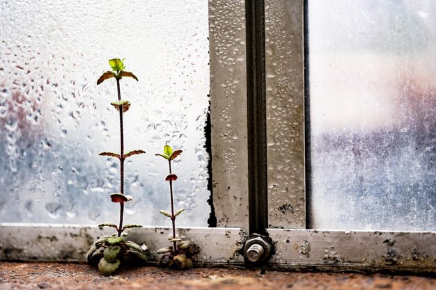 Photo potted plant by glass window