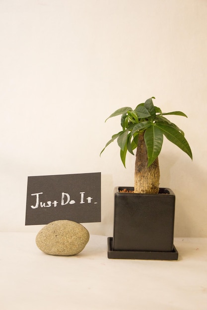 Photo potted plant by text against wall