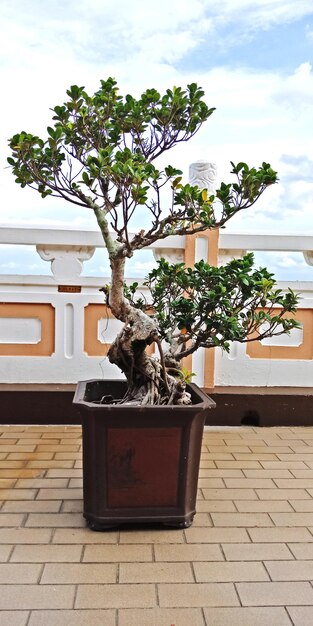 Photo potted plant by tree against sky