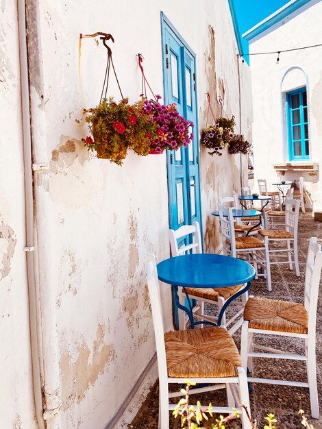 Photo potted plant by wall