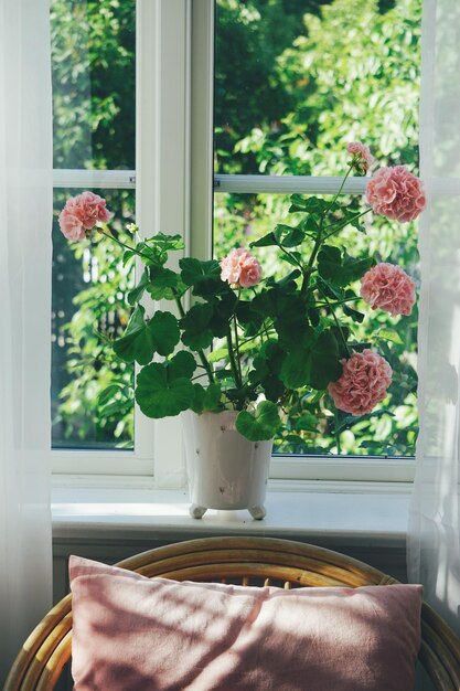 Photo potted plant by window