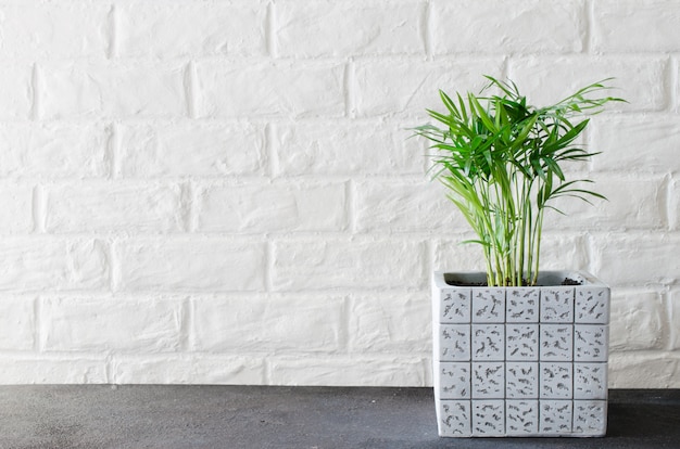 Potted plant Chamaedorea elegans near white brick wall.