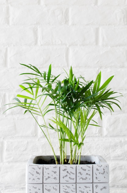 Potted plant Chamaedorea elegans near white brick wall.