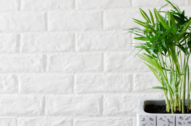 Photo potted plant chamaedorea elegans near white brick wall.