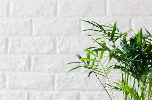 Фото Комнатное растение хамедорея возле белой кирпичной стены