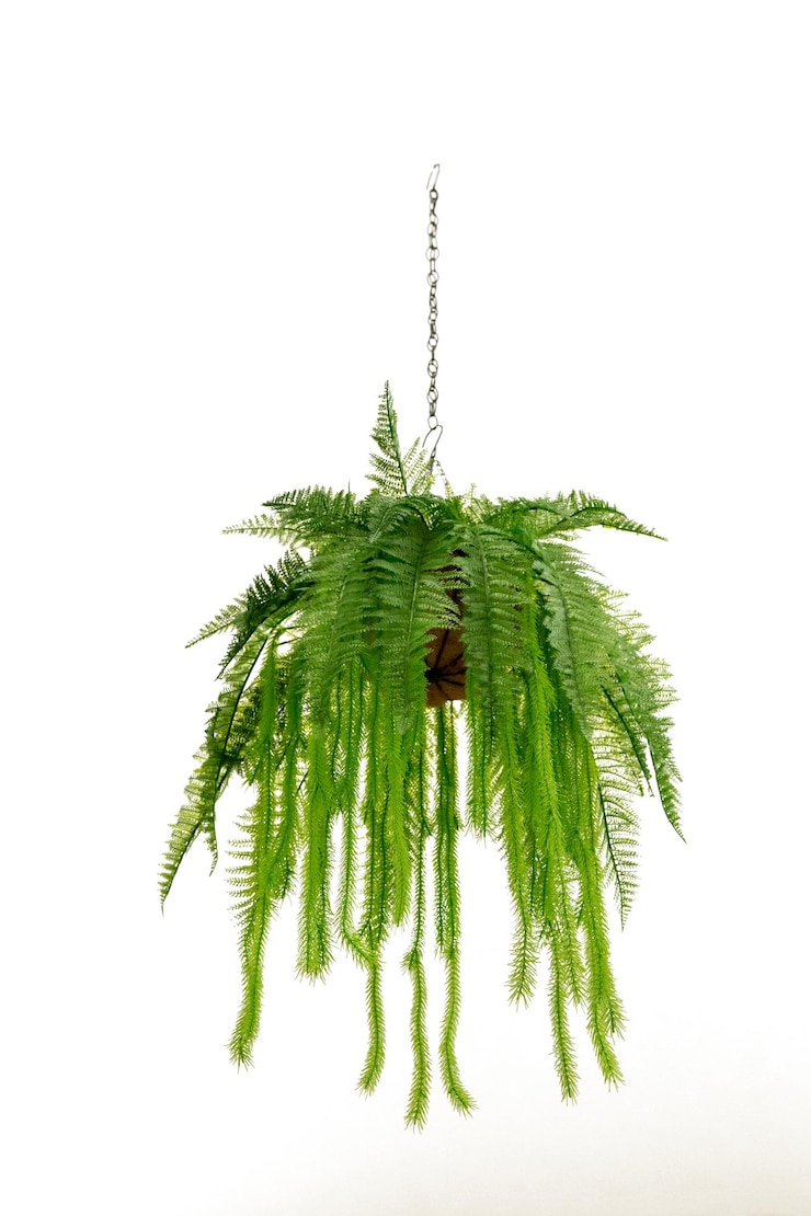 Photo potted plant or fern hanging focus selective