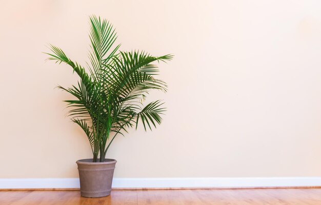 Photo potted plant on floor against wall at home