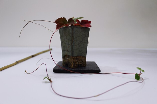 Potted plant on floor against wall