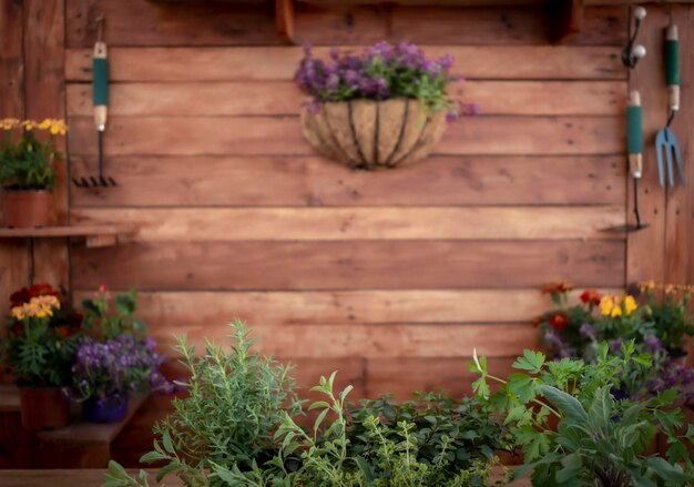 Photo potted plant in flower pot