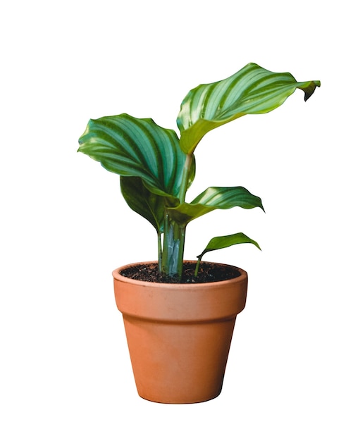 Photo a potted plant is sitting on a table