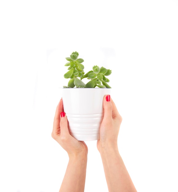 Potted plant isolated on white background