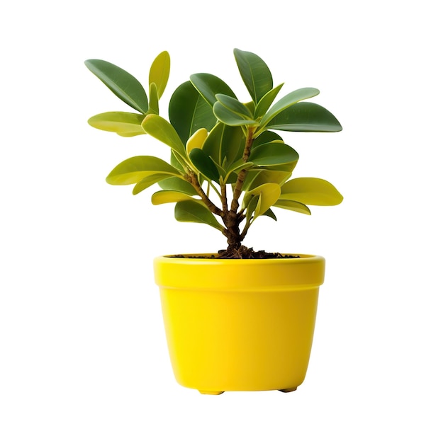 Potted plant isolated on white or transparent background cutout Generative AI illustration