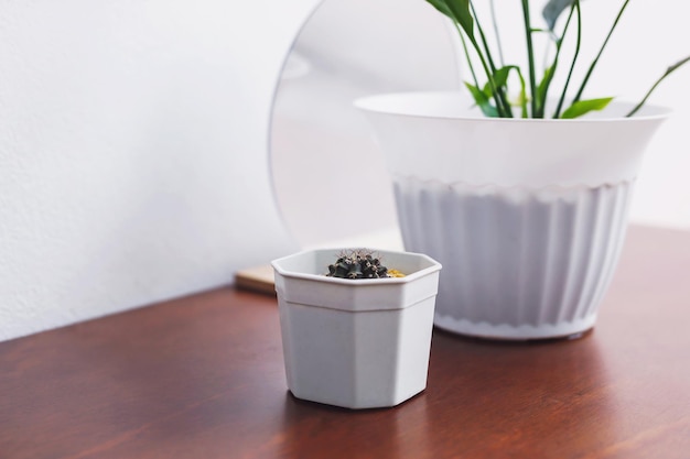 Potted plant It sits on the table beside the wall of the house