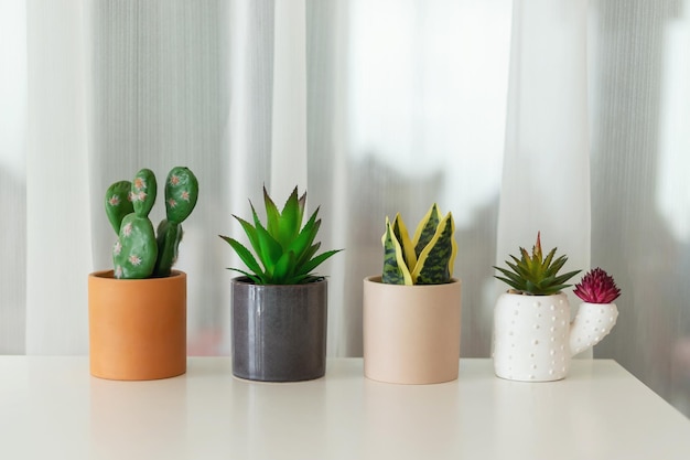 Potted plant It sits on the table beside the wall of the house