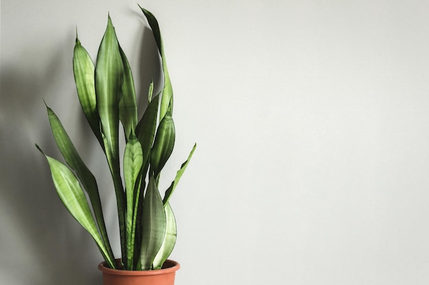 Potted plant Sansevieria against gray wall Mock up.