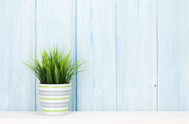 Potted plant on shelf