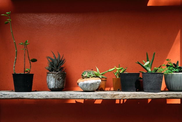 Potted plant on shelf