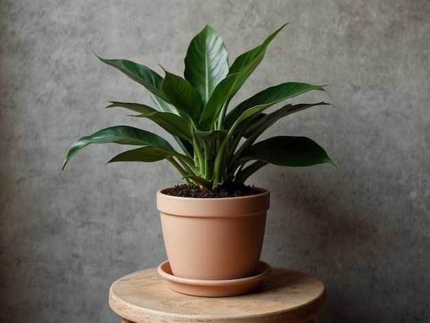 a potted plant sits on a small table