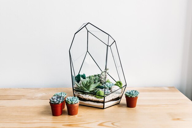 Photo potted plant on table against wall