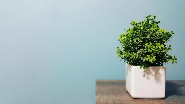 Photo potted plant on table against wall