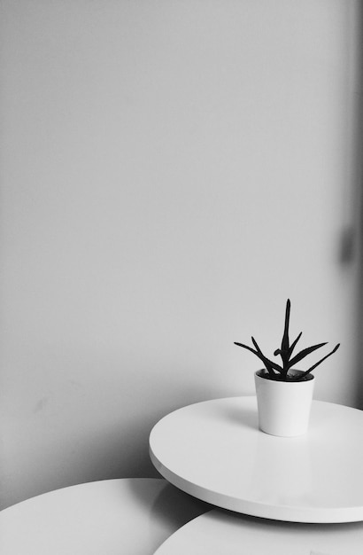 Photo potted plant on table against white background