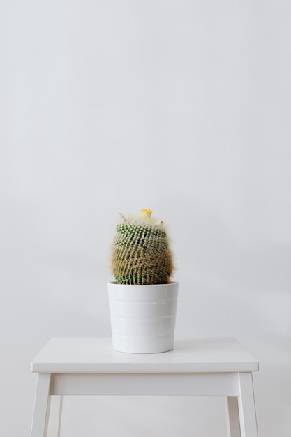 Photo potted plant on table against white background