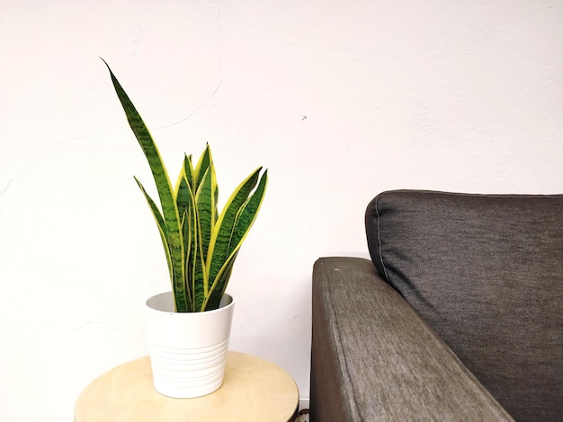 Potted plant on table at home