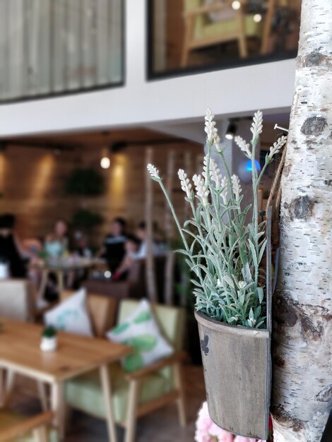 Photo potted plant on table