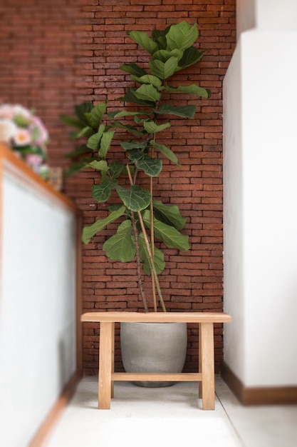 Photo potted plant on table