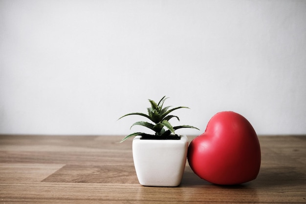 Photo potted plant on table