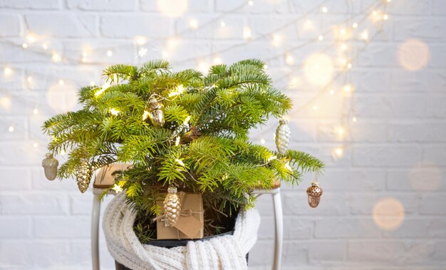 Photo potted plant on table