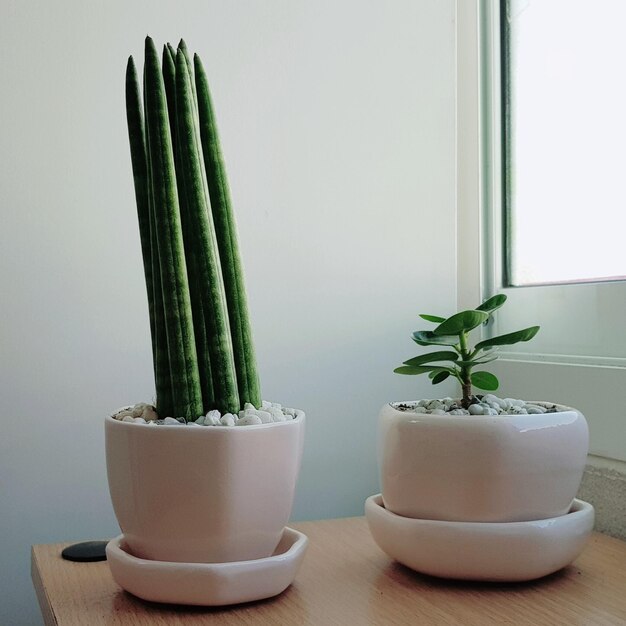 Photo potted plant on table