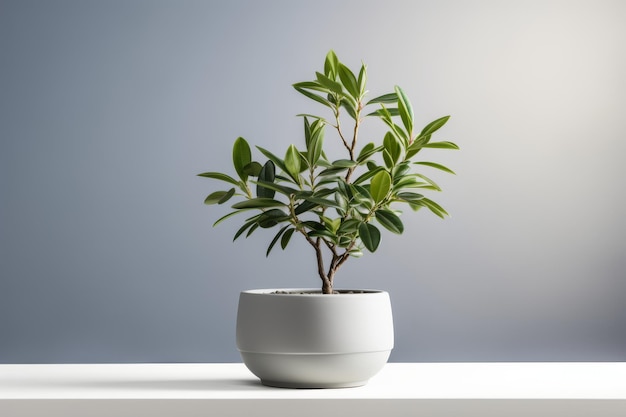 Potted Plant on Table