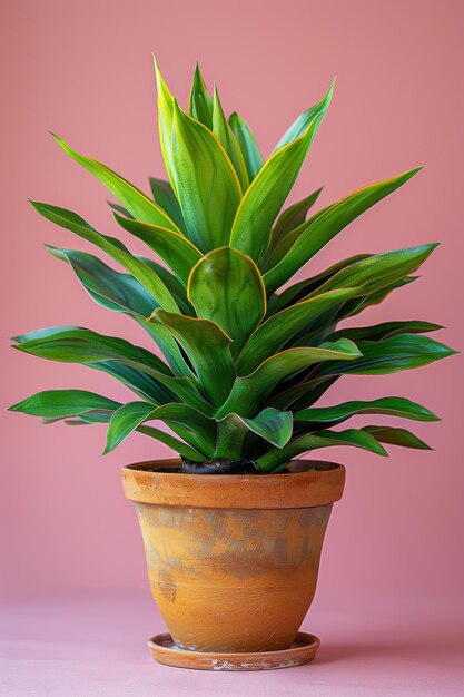 Potted Plant on Table