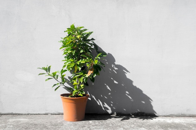 Foto potted plant tegen de muur