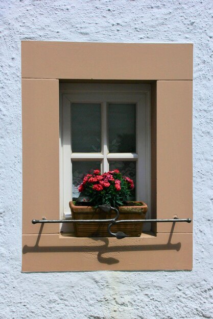 Photo potted plant on window sill of building