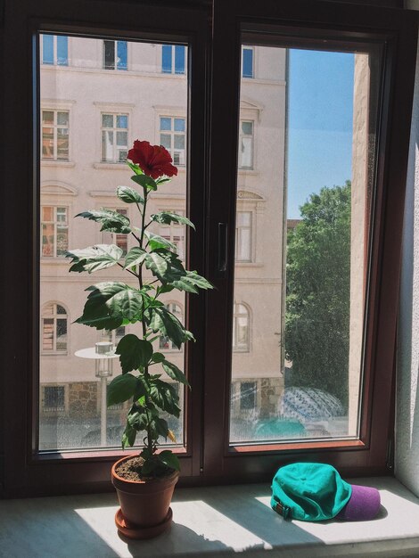 Photo potted plant on window sill of house