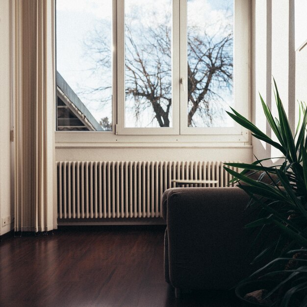 Photo potted plant on window sill